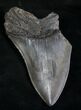 Partial Megalodon Tooth - Massive #8540-1